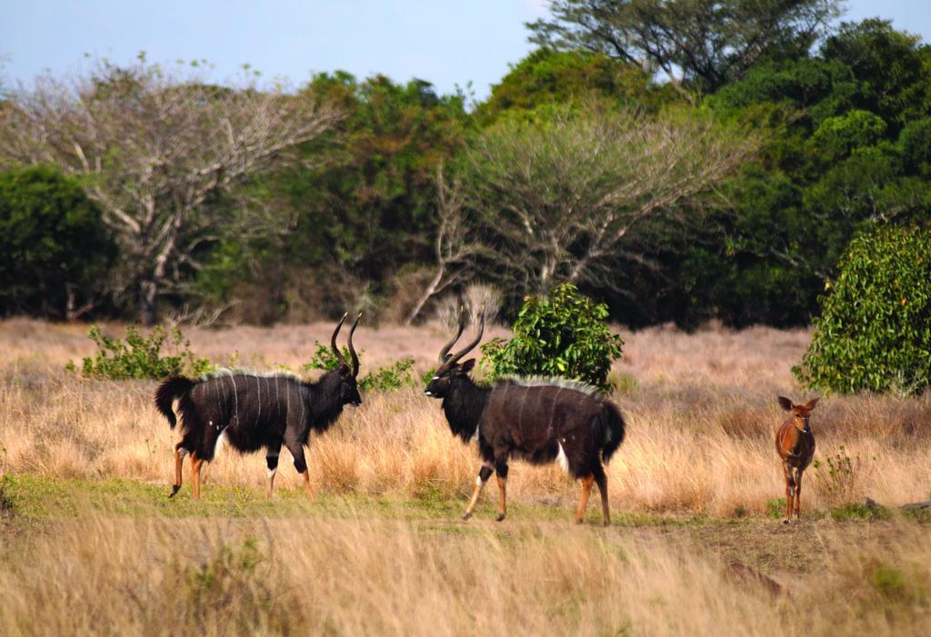 Gooderson Bushlands Game Lodge Hluhluwe Eksteriør billede