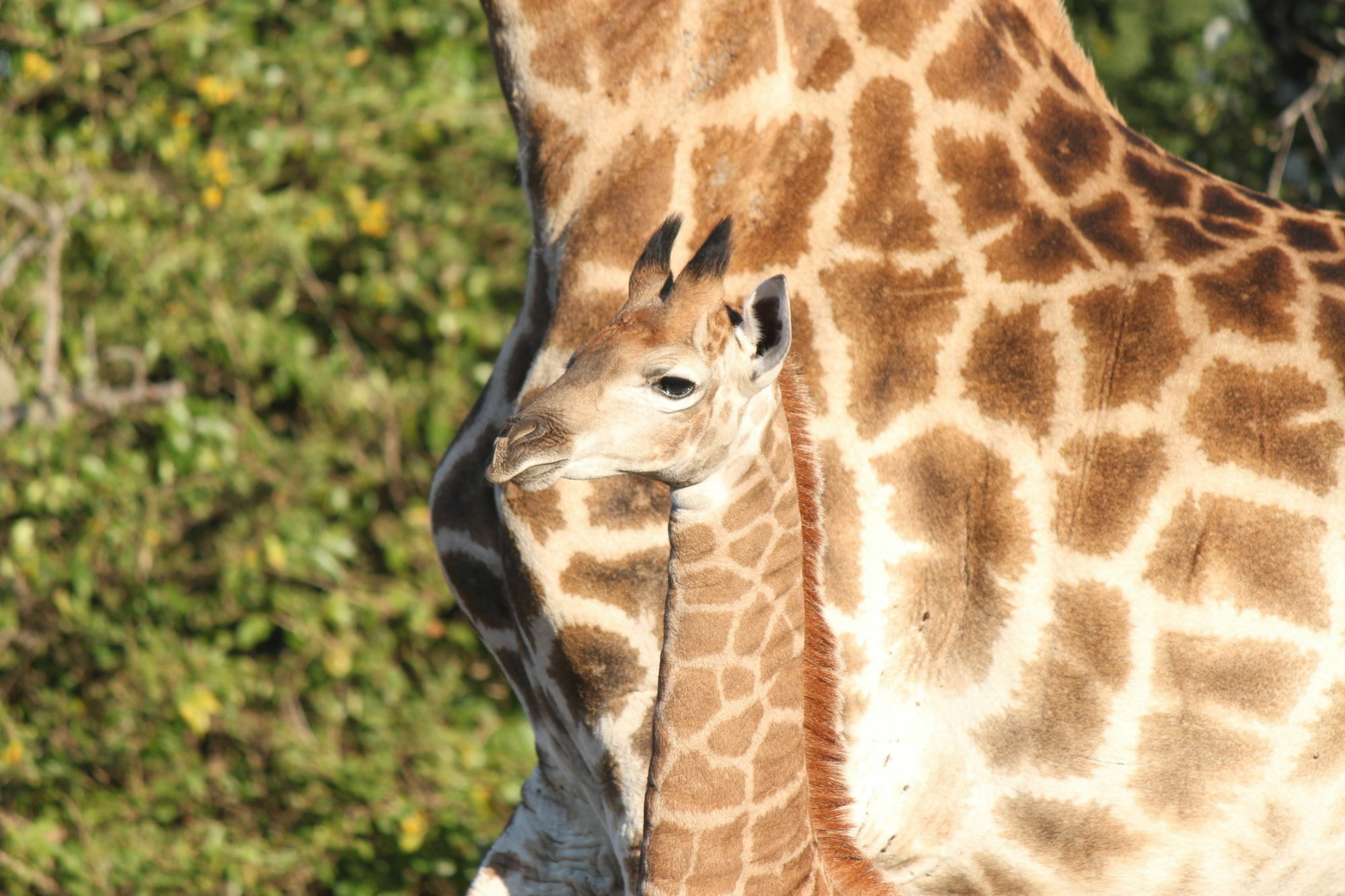 Gooderson Bushlands Game Lodge Hluhluwe Eksteriør billede