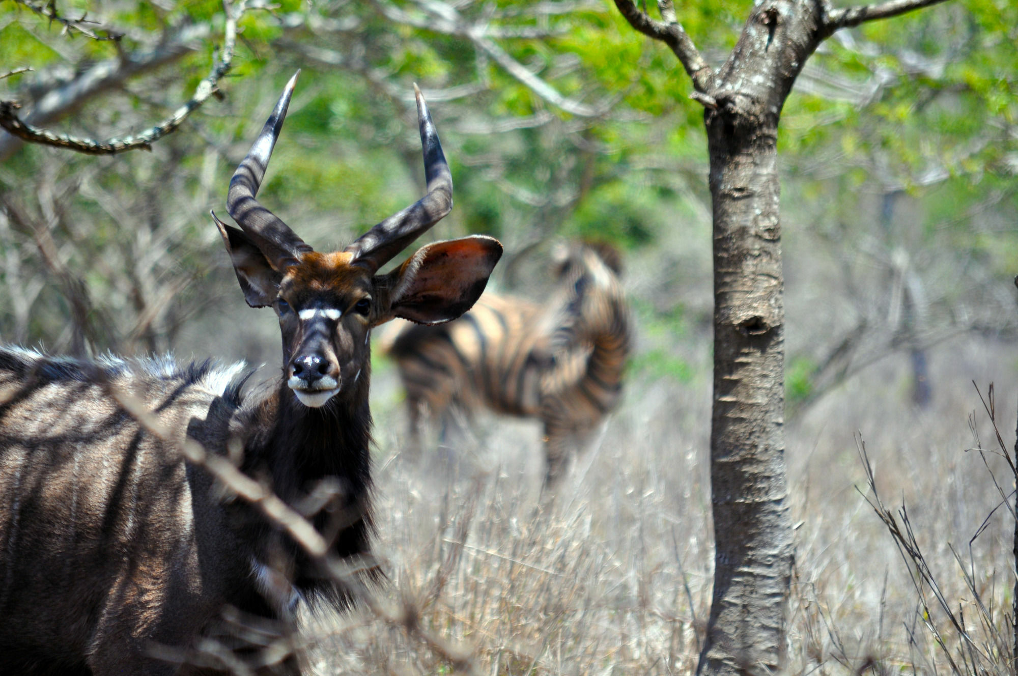 Gooderson Bushlands Game Lodge Hluhluwe Eksteriør billede
