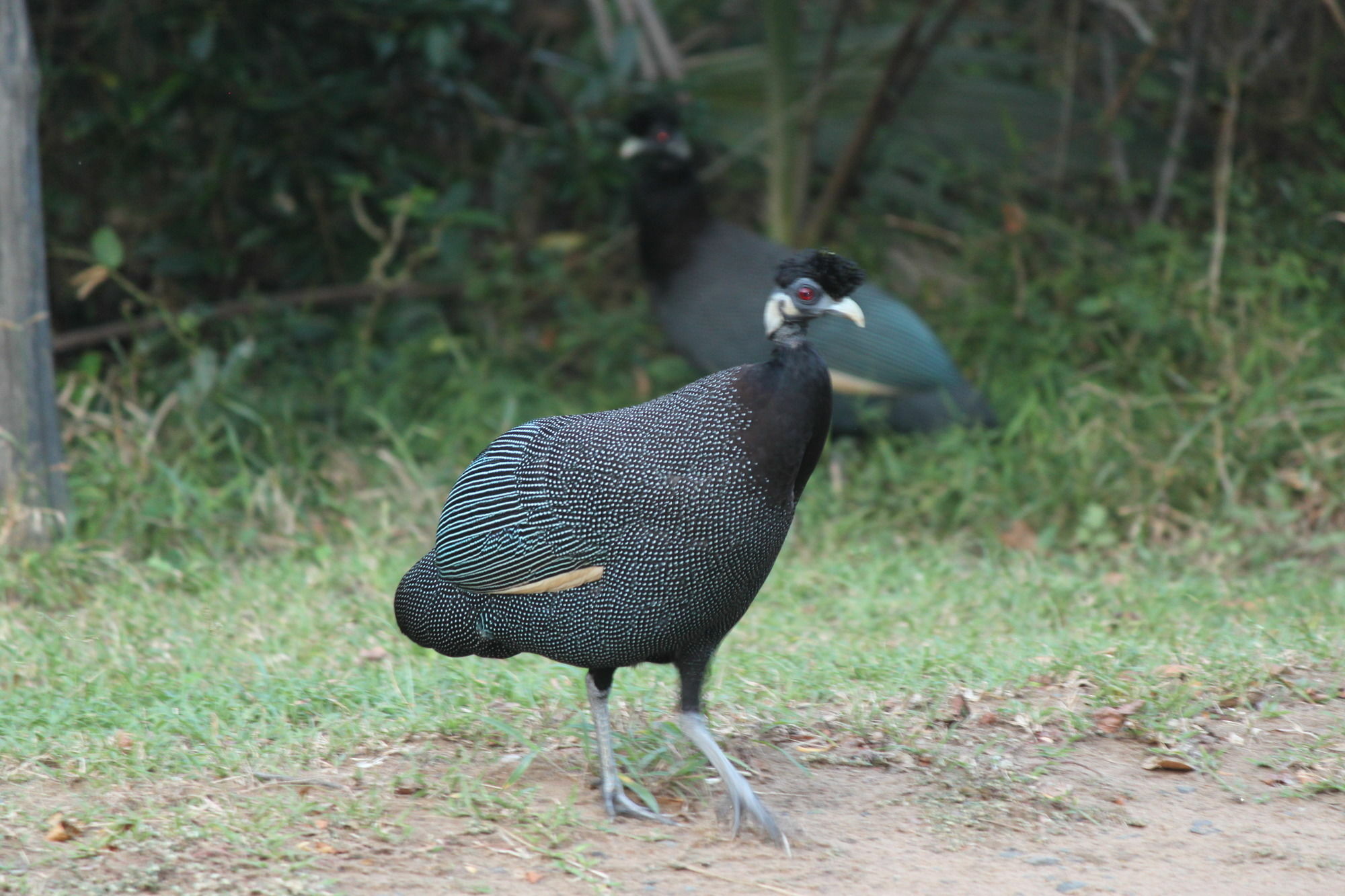 Gooderson Bushlands Game Lodge Hluhluwe Eksteriør billede